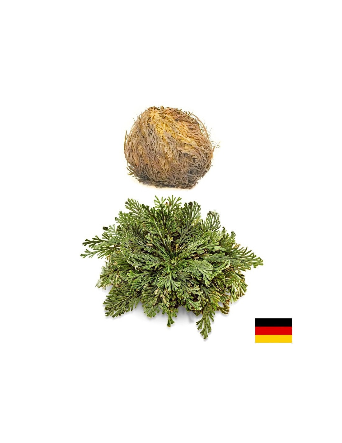Rose of Jericho, 1 pc x 100 g