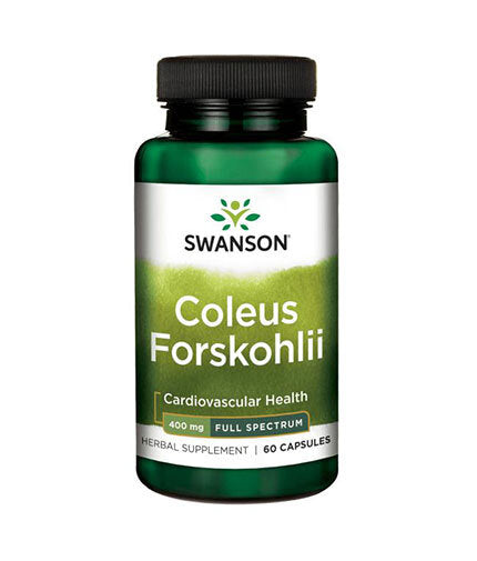 Coleus Forskohlii / Forskolin 400 mg - 60 kapsul