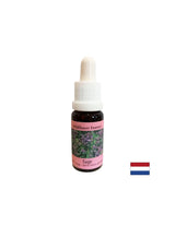 Obnavlja ritem in podpira prilagajanje - žajbelj Essence št. 36, pade 15 ml